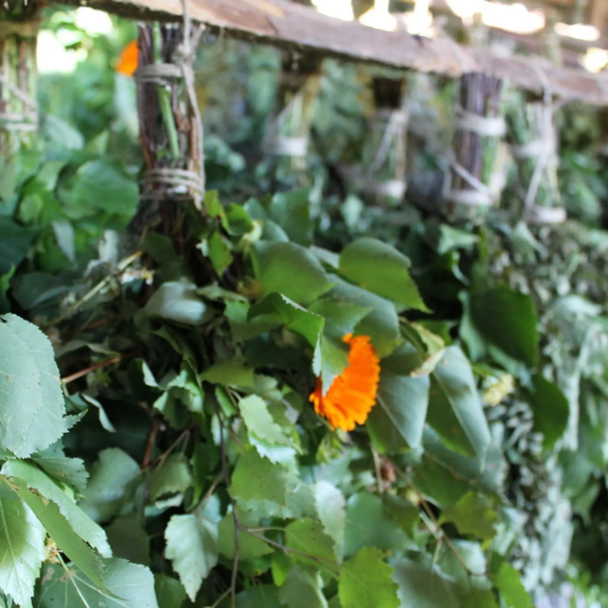 Dried Hand Made Sauna Whisk / Sauna Vihta - Herbal Sauna Whisks / Sauna Vihta | Finnmark Sauna