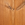 Thermo Spruce & Thermo Pine
