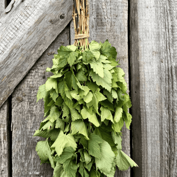 Dried Hand Made Sauna Whisk / Sauna Vihta - Black Currant