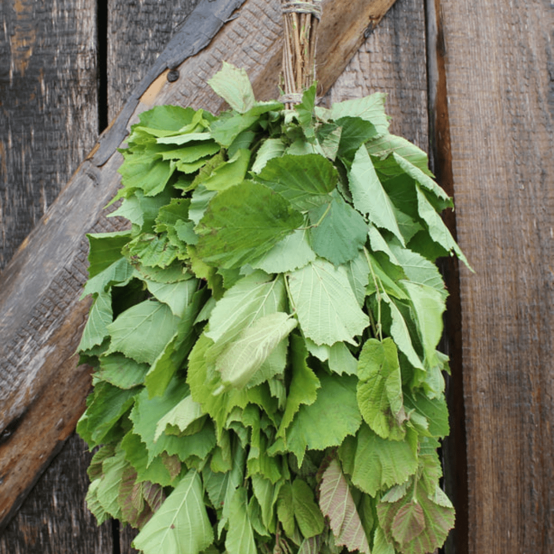 Dried Hand Made Sauna Whisk / Sauna Vihta - Hazel Sauna Whisks / Sauna Vihta | Finnmark Sauna