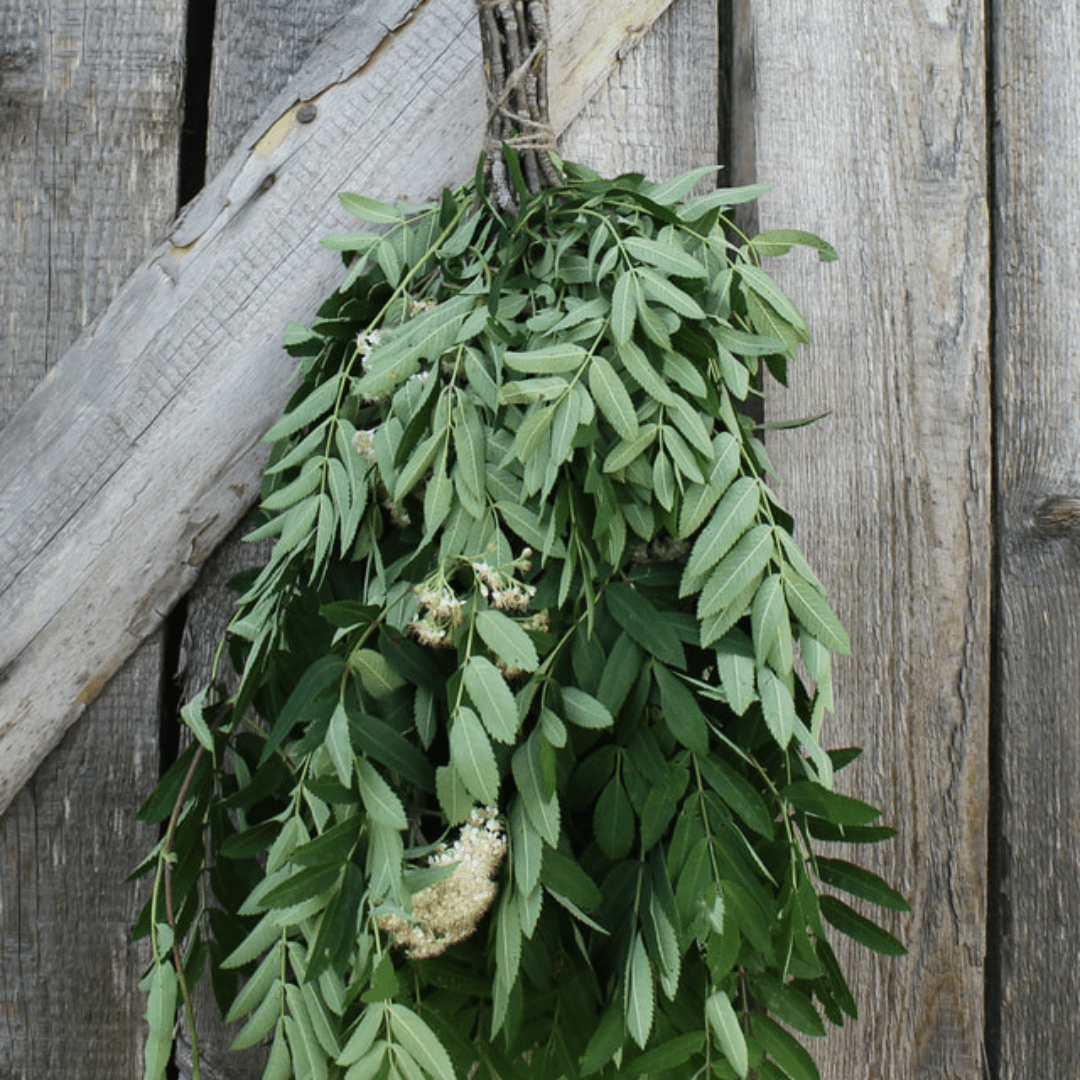 Dried Hand Made Sauna Whisk / Sauna Vihta - Rowan Sauna Whisks / Sauna Vihta | Finnmark Sauna