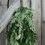 Sauna Whisks